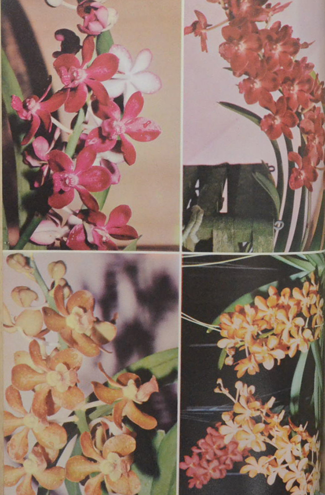 ชวน ไทยเจริญ อนุสรณ์ (การปลูกเลี้ยงกล้วยไม้)