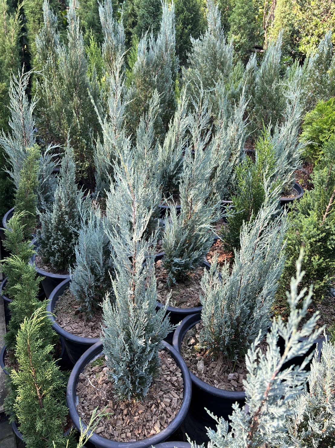 สนบลู Lawson’s cypress