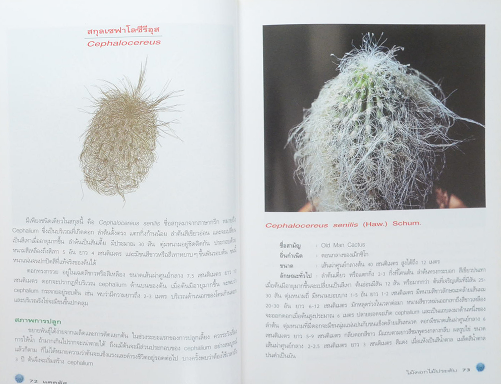 แคคตัส ไม้ดอกไม้ประดับ