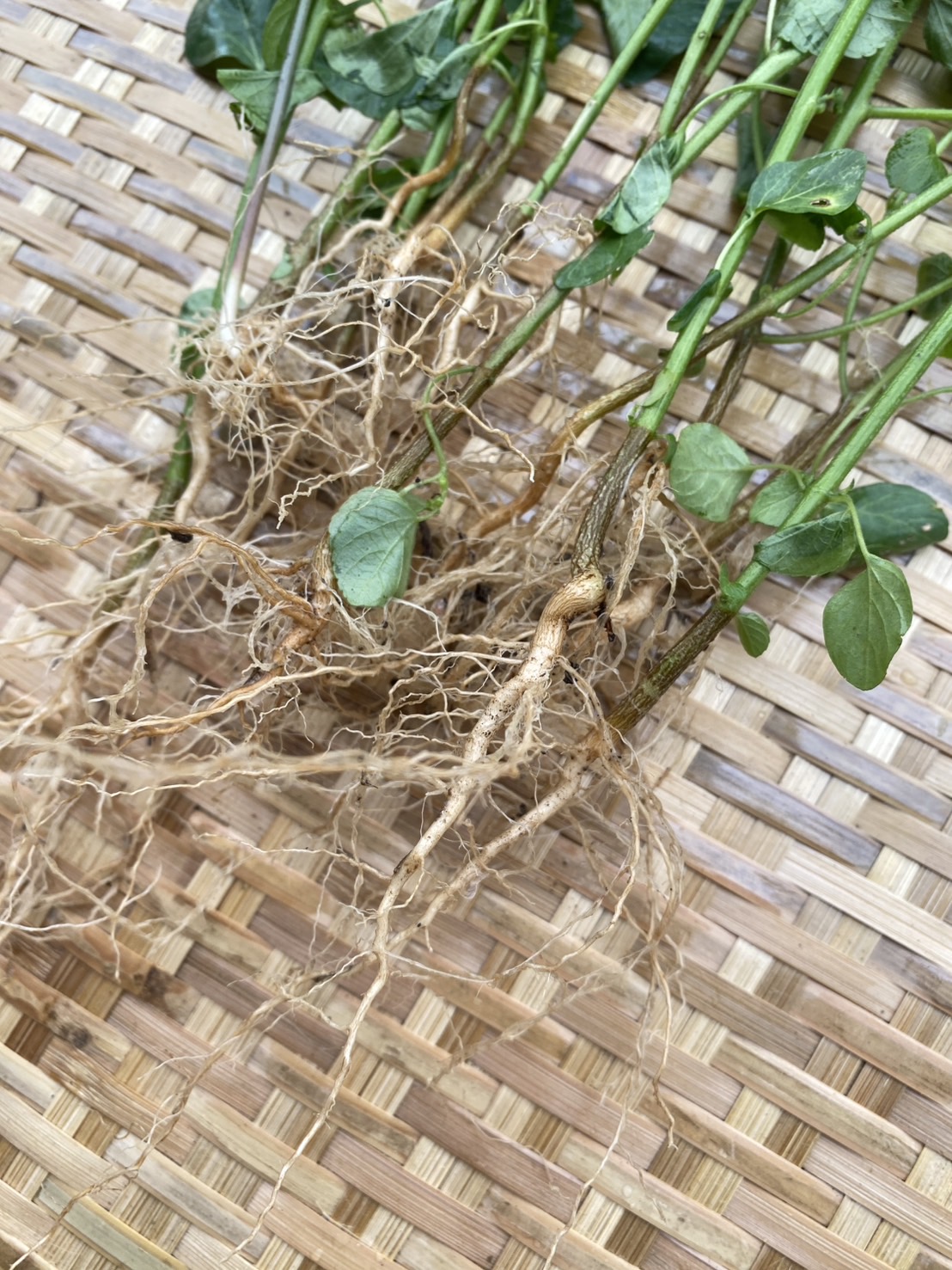 ต้นแคทนิปบอล catnip ball ต้นกัญชาแมว