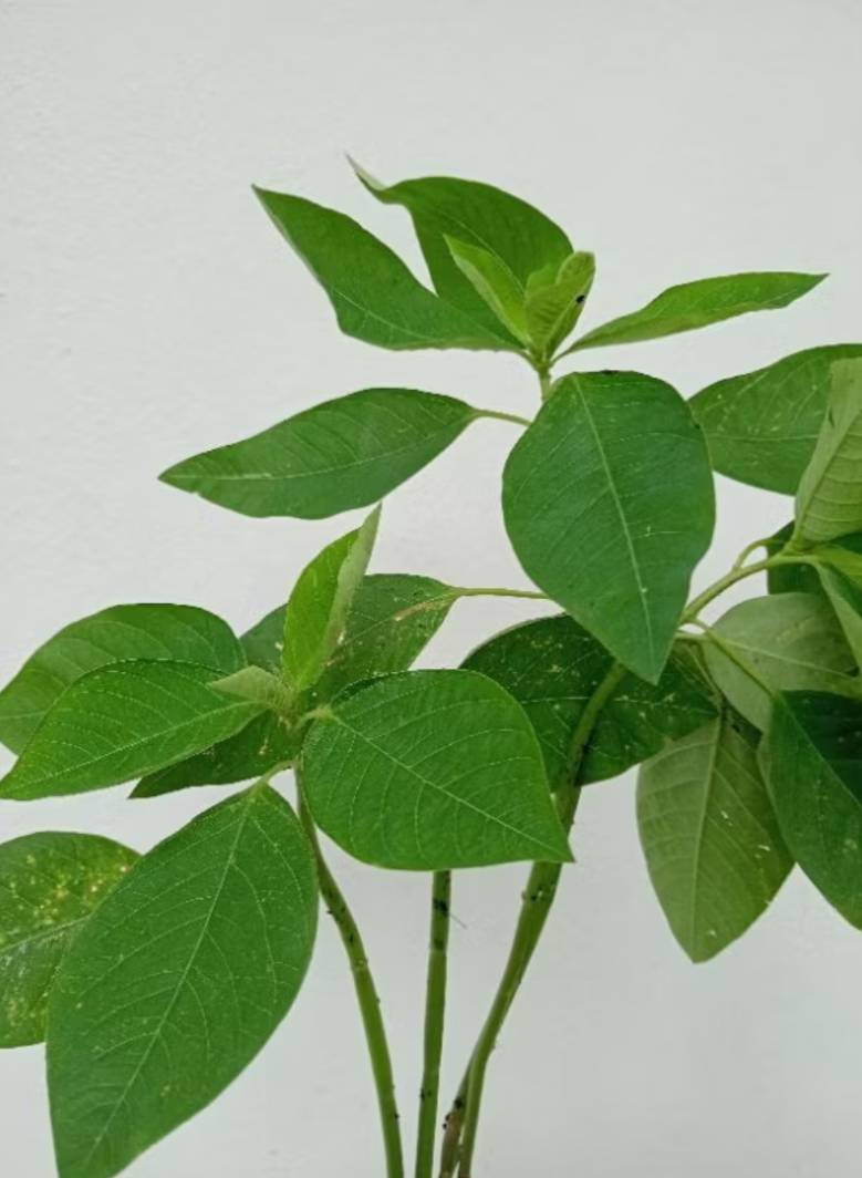 หญ้ายาง (ต้นยางอึ่ง) Milkweed