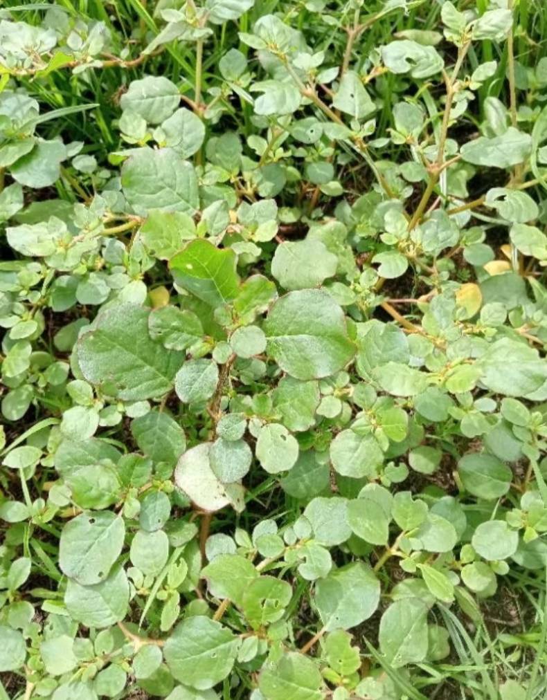 เบี้ยหิน ผักเบี้ยหิน black pigweed