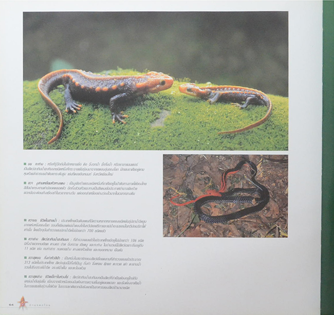 ป่ามรดกไทย อาณาจักรพรรณพืชและสรรพชีวิตแห่งป่าเขตร้อน (ขายตามสภาพ)