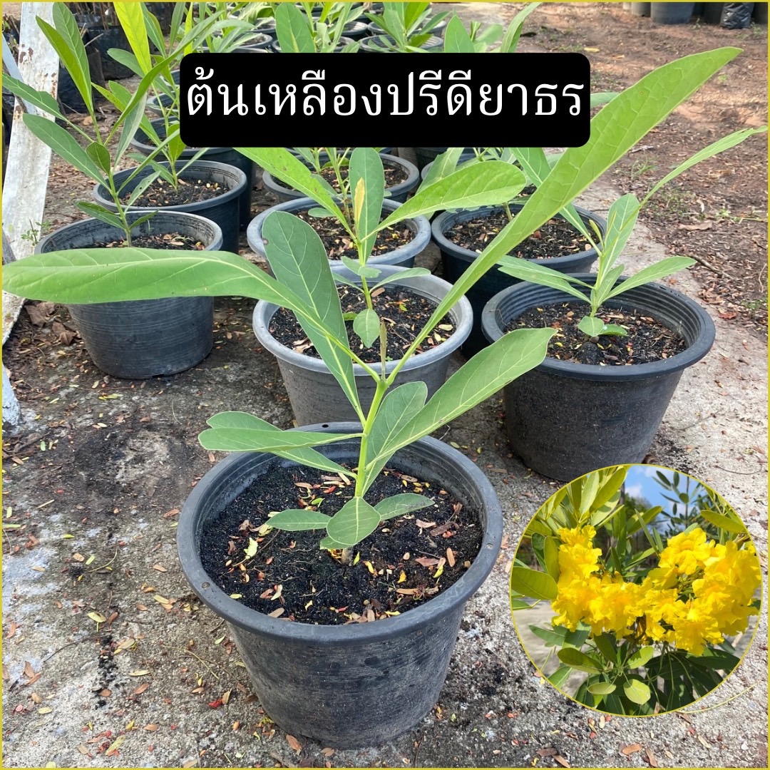 ต้นเหลืองปรีดียาธร Paraguayan silver trumpet tree