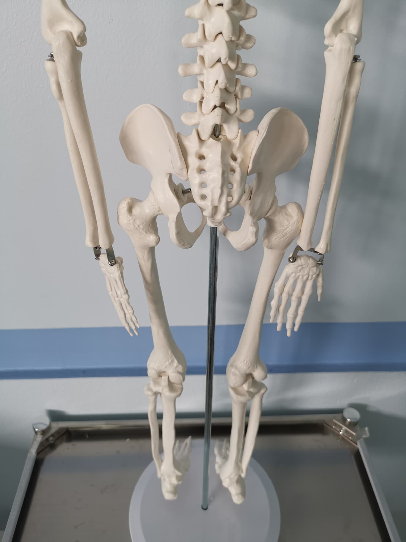 โมเดลโครงกระดูกมนุษย์ ขนาด 85 ซ.ม.