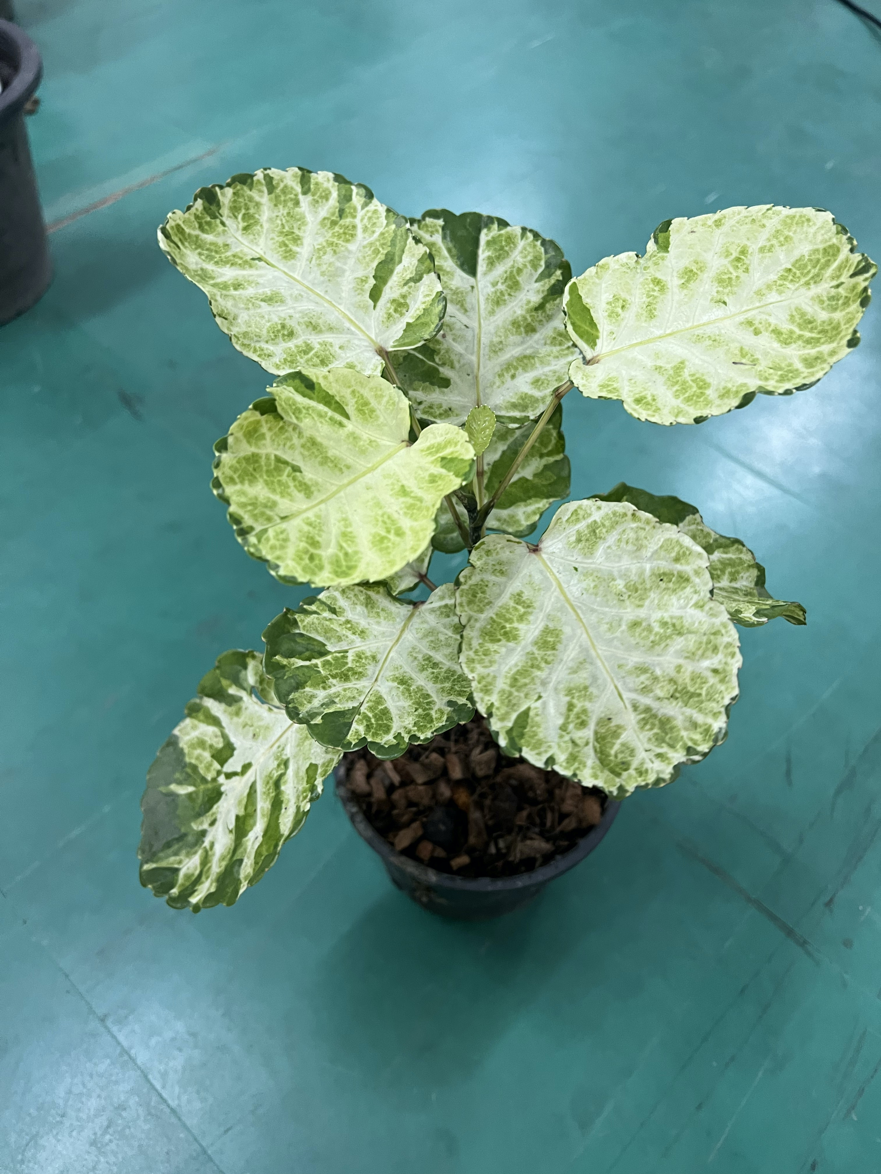 เล็บครุฑ Ming Aralia