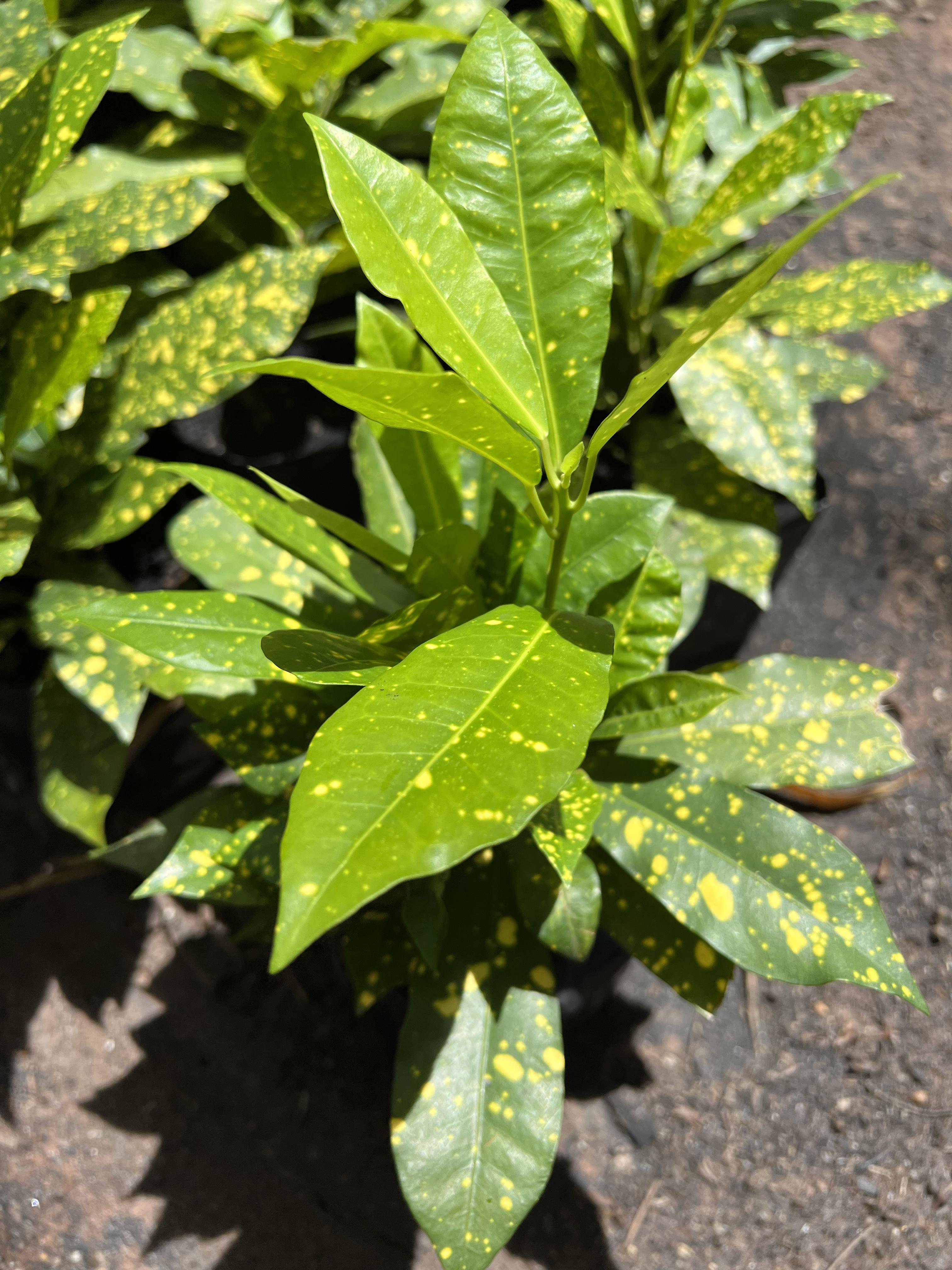 โกสน ใบจุดเหลือง gold dust croton