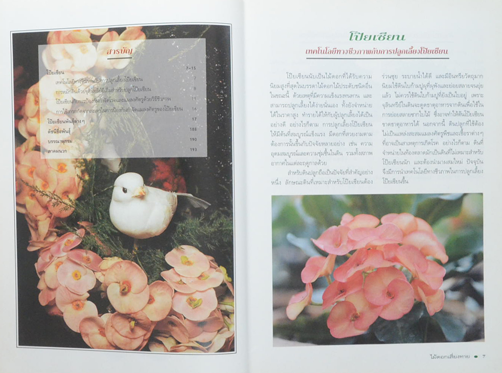 โป๊ยเซียนไม้ดอกเสี่ยงทาย (เล่ม 4/ ขายตามสภาพ)