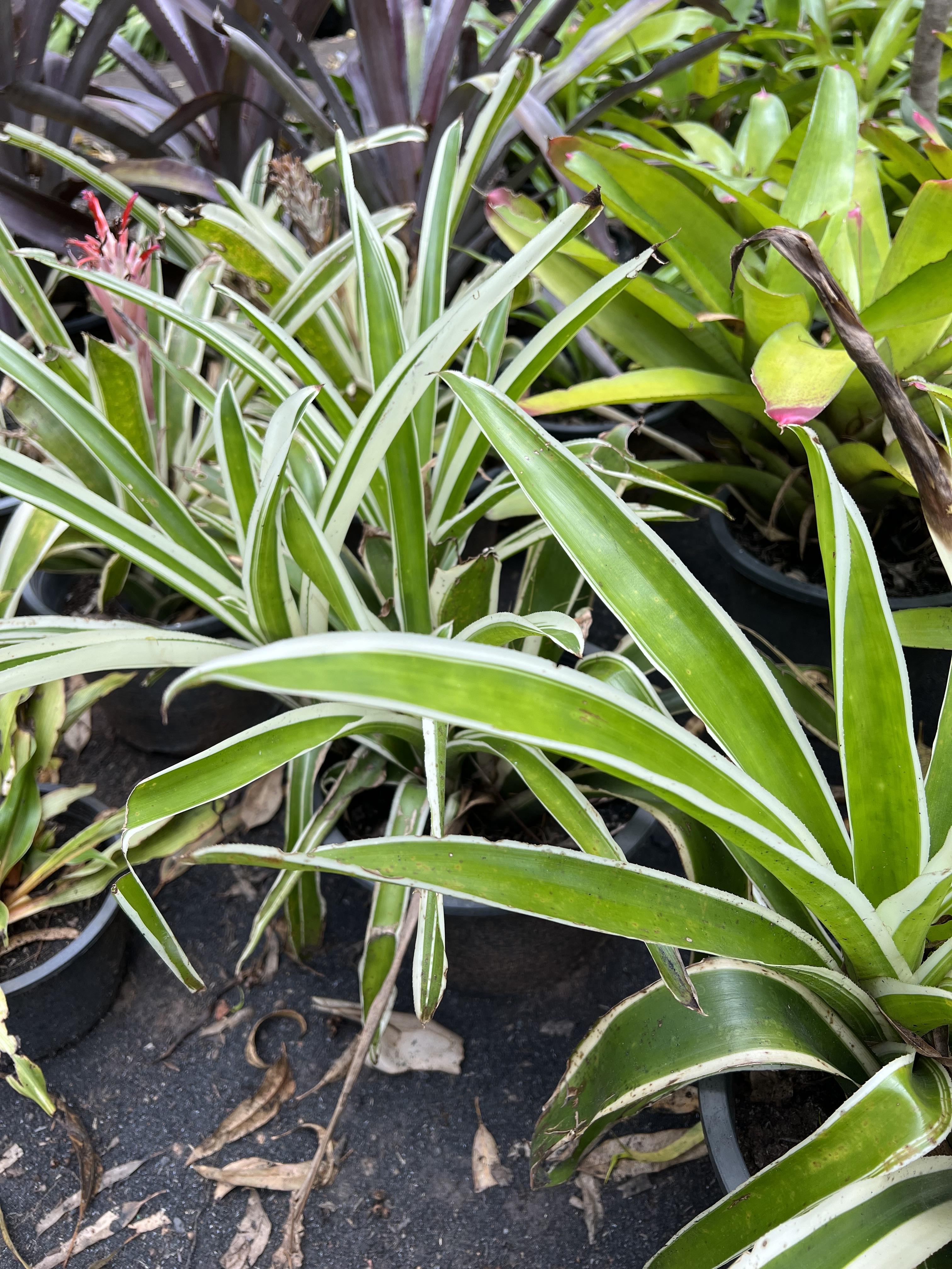 สับปะรดสี bromeliad