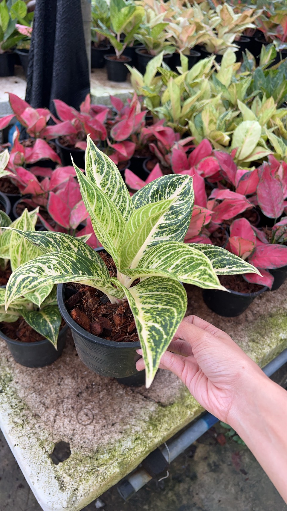 อโกลนีมา เลกาซี่ขาว Chinese Evergreen