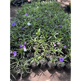 ฟ้าประทานพร สีม่วง Ruellia ต้อยติ่ง