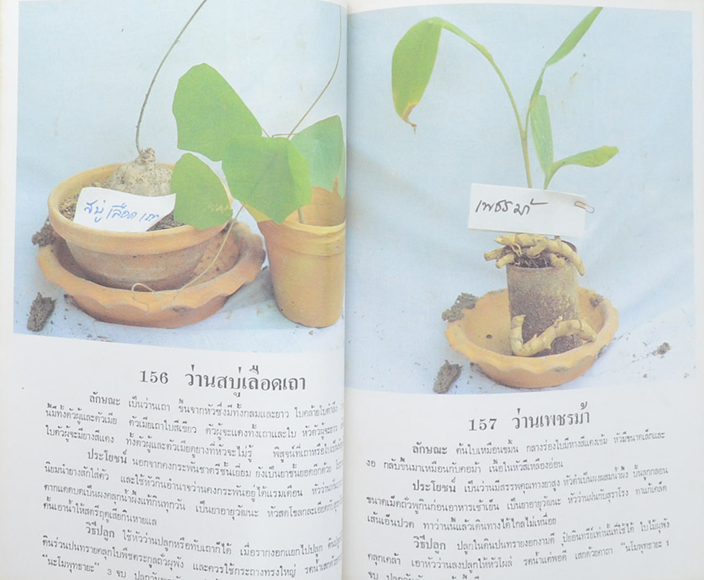 ว่านและไม้มงคล 300 ชนิด ฉบับมาตรฐาน เพิ่มเติมโกสนไทย