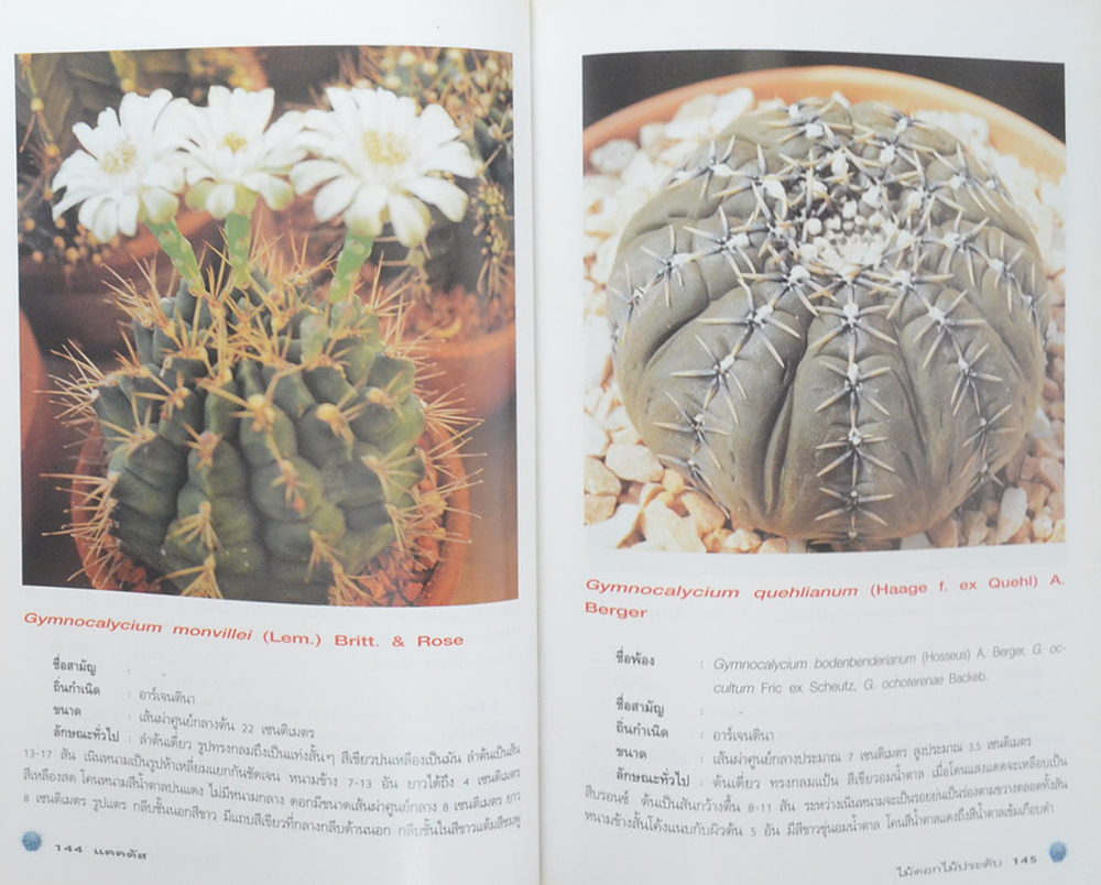 แคคตัส ไม้ดอกไม้ประดับ