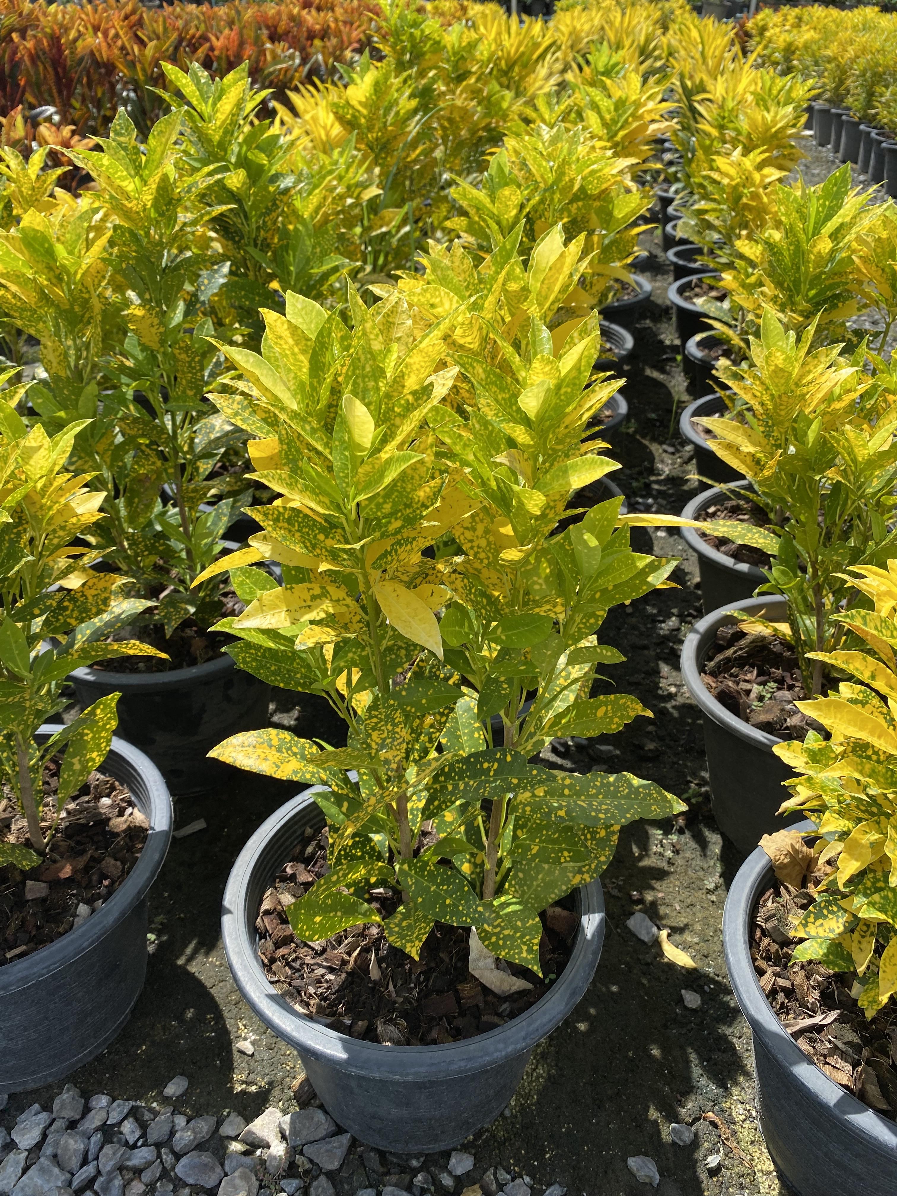 โกสน ใบจุดเหลือง gold dust croton