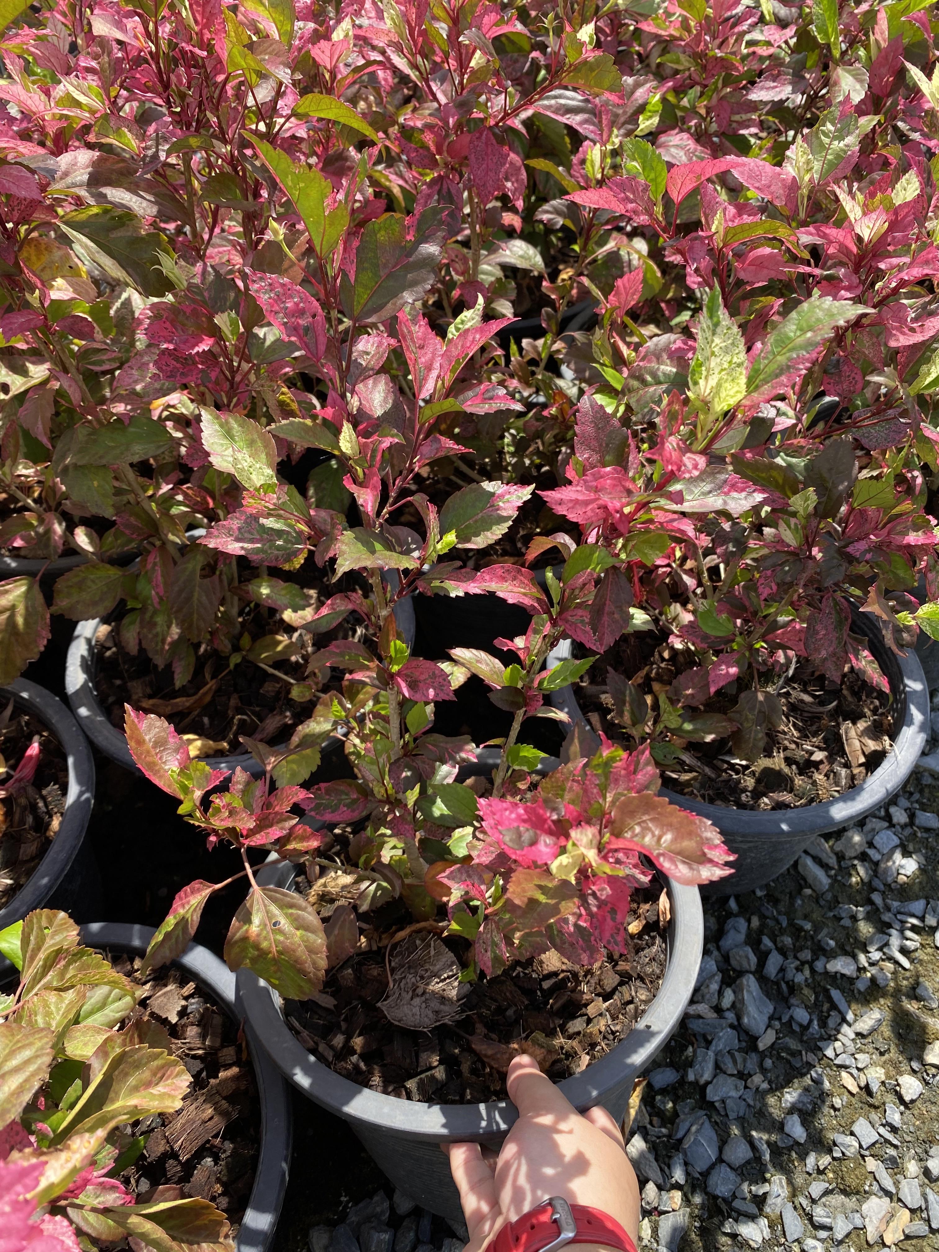 ชบาด่าง Snowflake Hibiscus