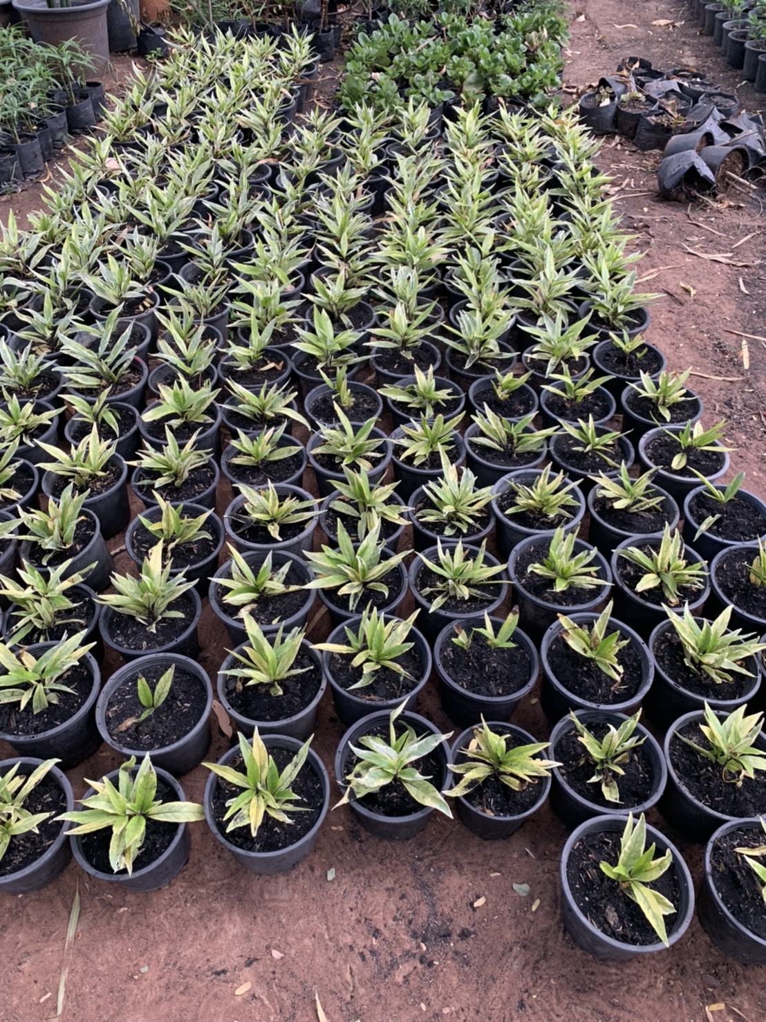 ต้นขาไก่ Justicia fragilis Wall ไม้พุ่ม
