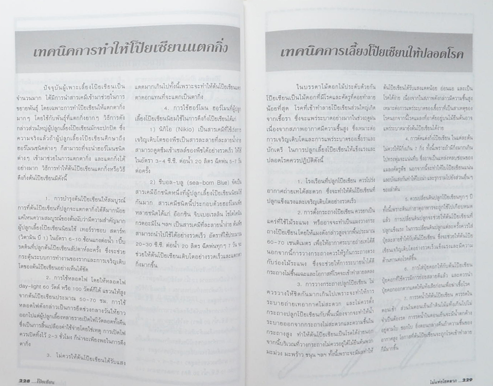 โป๊ยเซียนไม้แห่งโชคลาภ (ขายตามสภาพ)