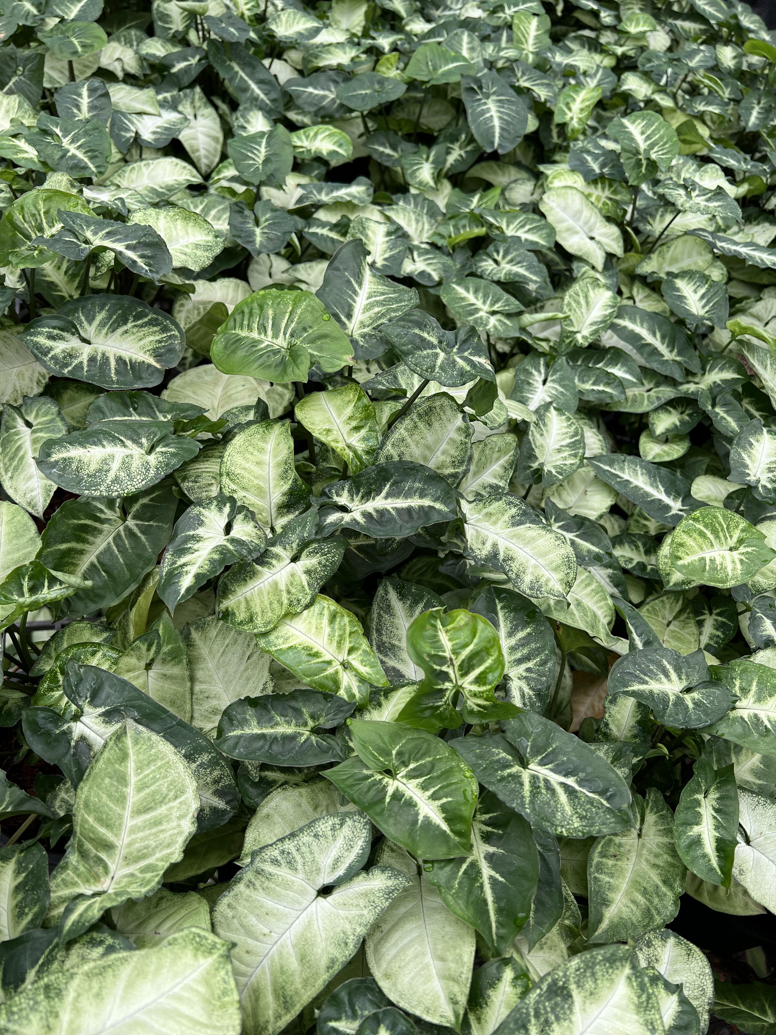 เงินไหลมา Arrowhead Vine