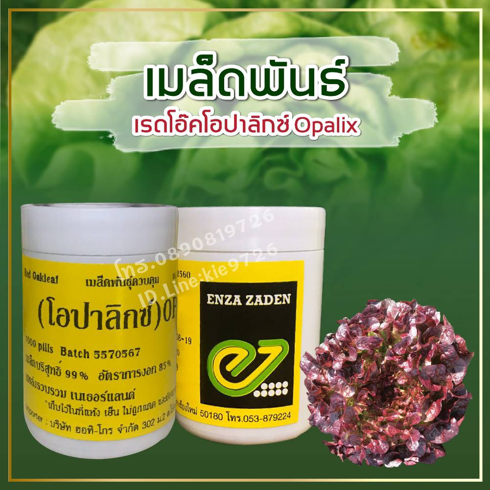 เรดโอ๊ค โอปาลิค แบบเคลือบ 1000 เมล็ด (ENZA)