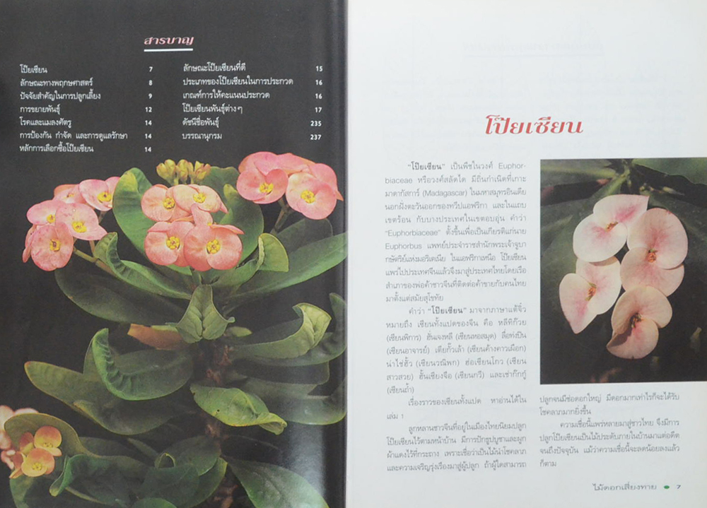 โป๊ยเซียน ไม้ดอกเสี่ยงทาย (เล่ม 3 / ขายตามสภาพ)