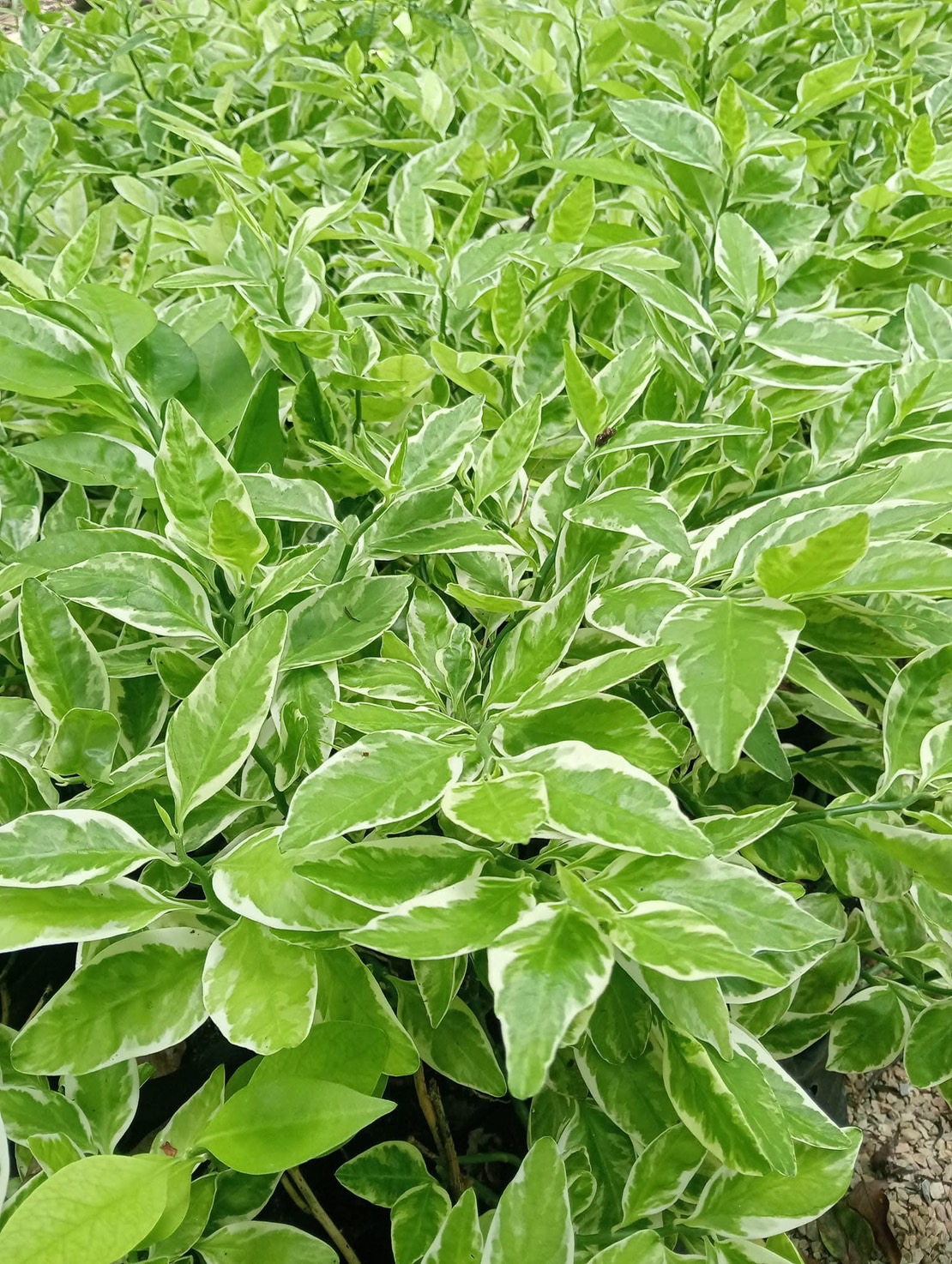 ✨ ต้นแสยกด่าง zigzag plant