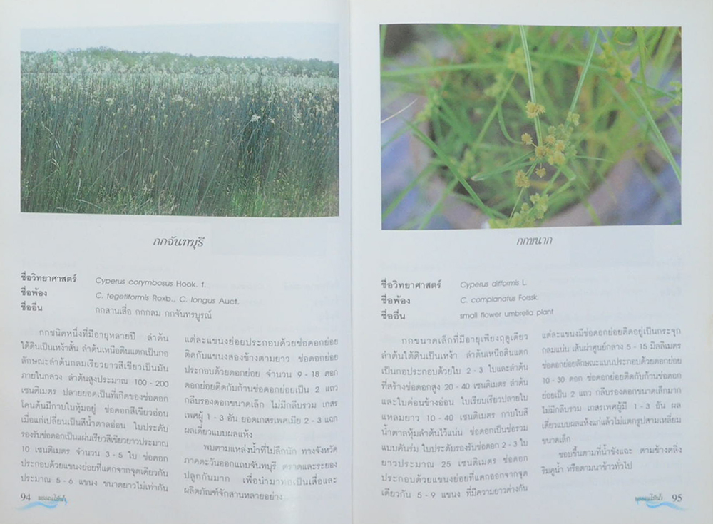 พรรณไม้น้ำในประเทศไทย (ขายตามสภาพ)