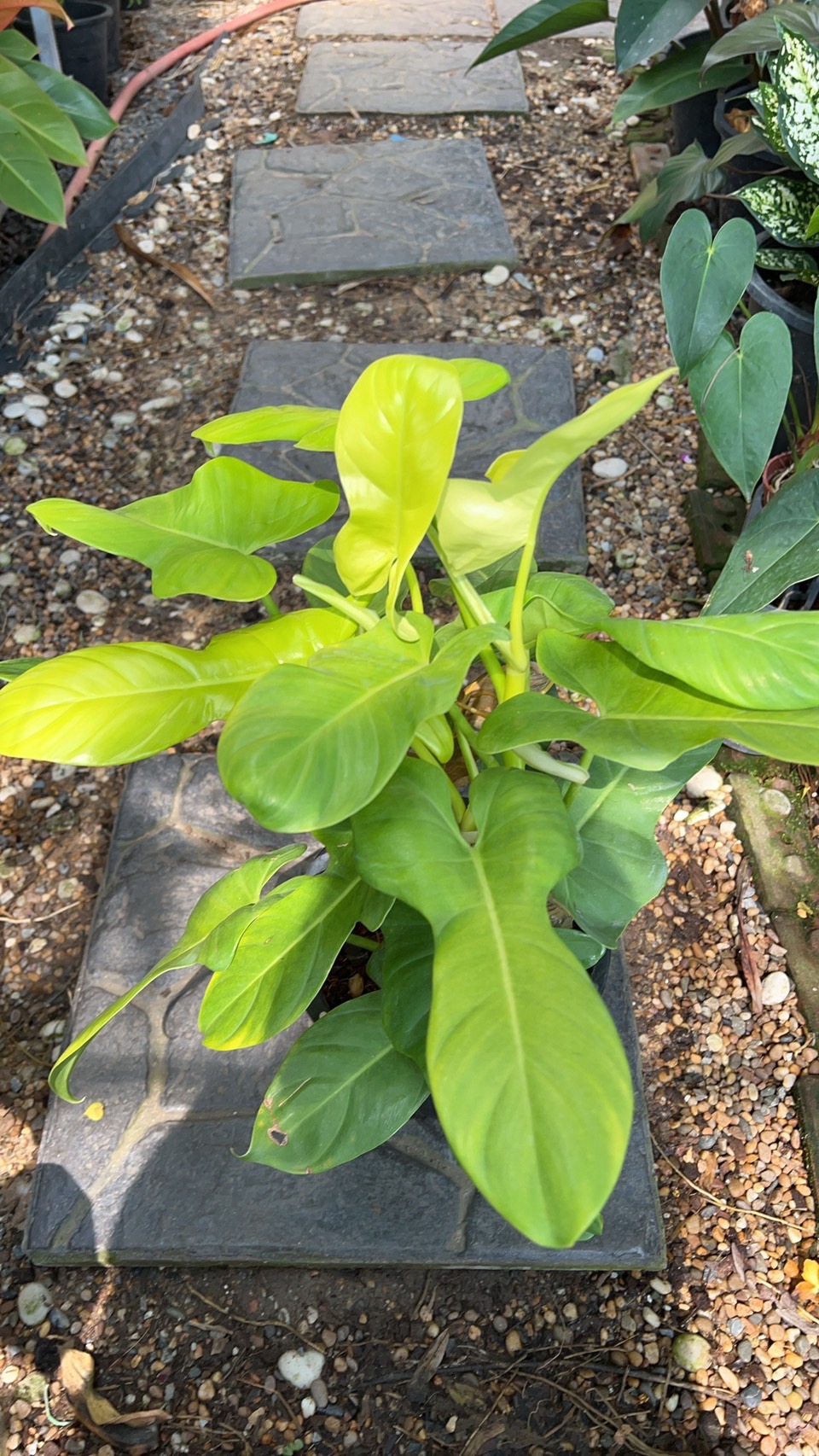 ฟิโลเดนดรอน ไวโอลิน สีทอง philodendron golden violin