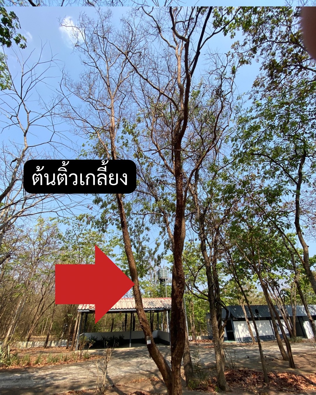 ต้นติ้วเกลี้ยง Cratoxylum cochinchinense (Lour.) Bl