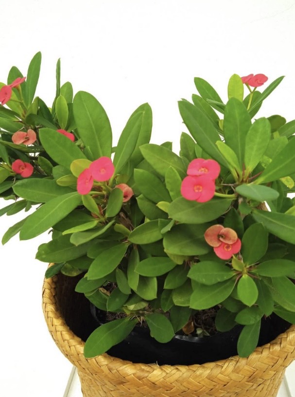 ต้นโป๊ยเซียน Crown of Thorns