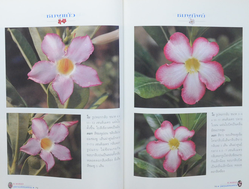 ชวนชม: กุหลาบแห่งทะเลทราย (ขายตามสภาพ)