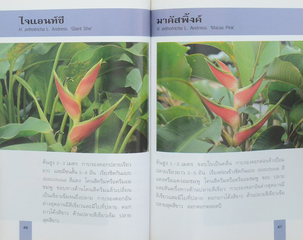 เฮลิโคเนีย (เล่มเล็ก)