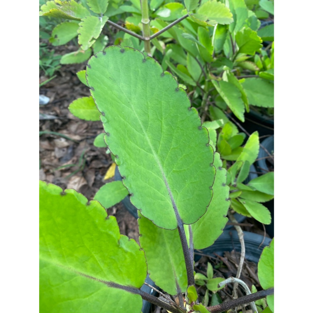 ใบเศรษฐีพันล้าน หรือ ใบควํ่าตายง่ายเป็น Mother of Thousands