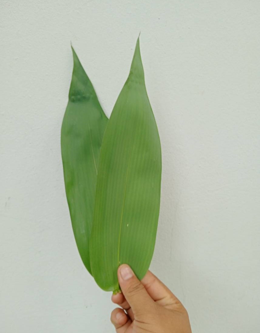 ใบไผ่ห่อซูชิ Bambusoideae ใบสด ใช้สําหรับห่อขนม