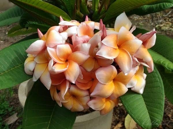 ต้นลีลาวดีทิพย์ปทุมพร ต้นลั่นทม Plumeria ไม้ดอกยืนต้น