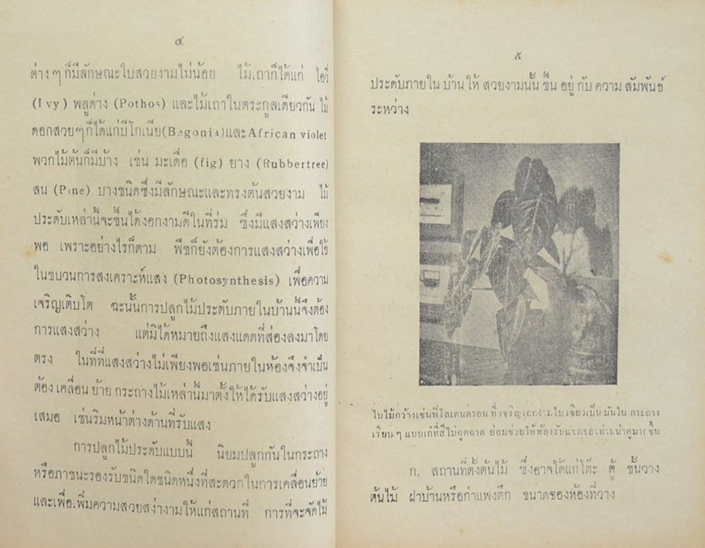 วิธีปลูกไม้ประดับบ้าน