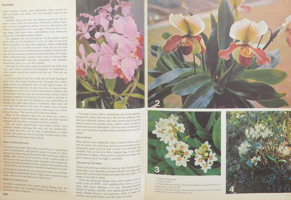 Australian Women’s Weekly Gardening book