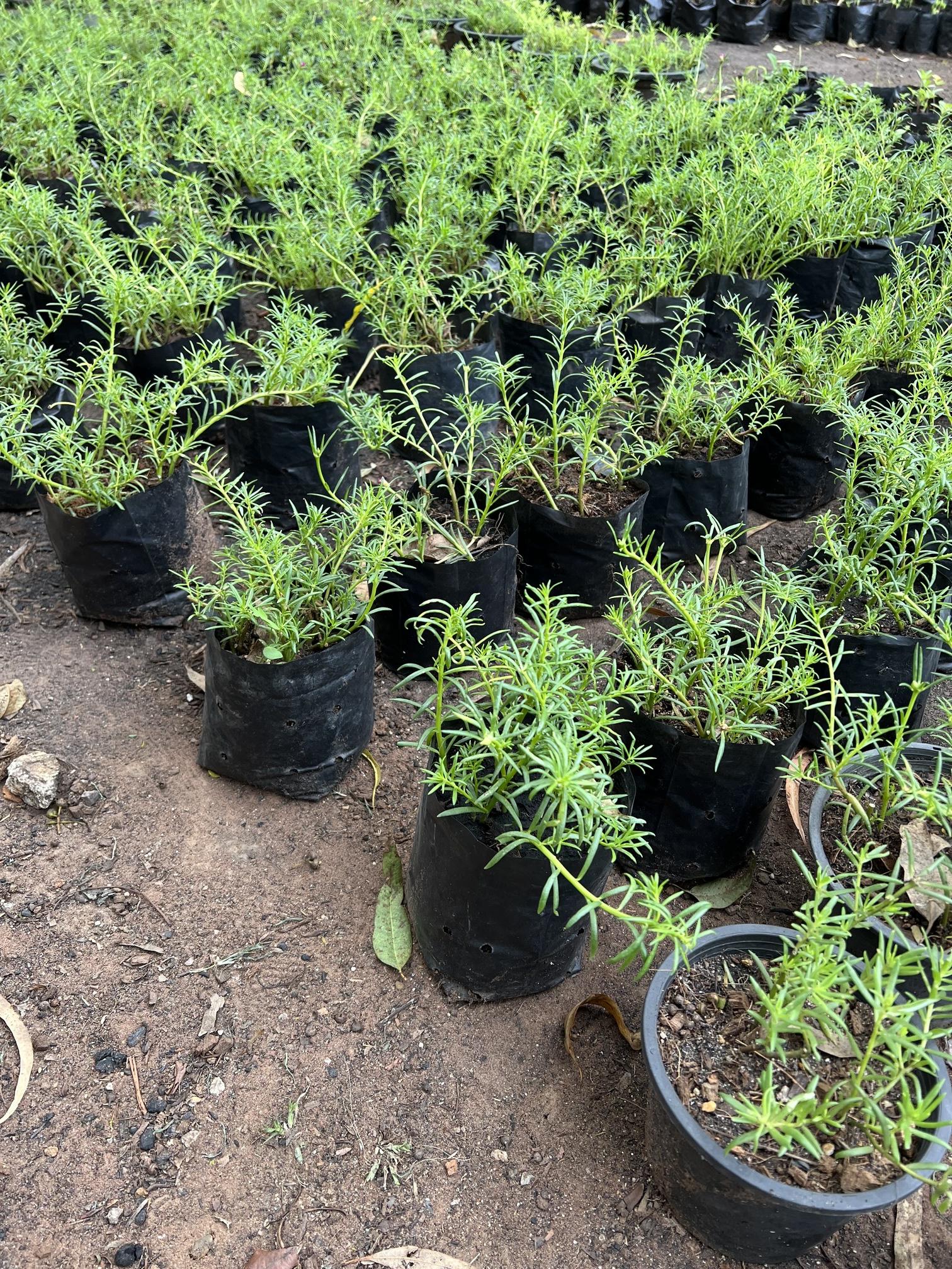 แพรเซี่ยงไฮ้ Portulaca ไม้ดอก อวบน้ำ