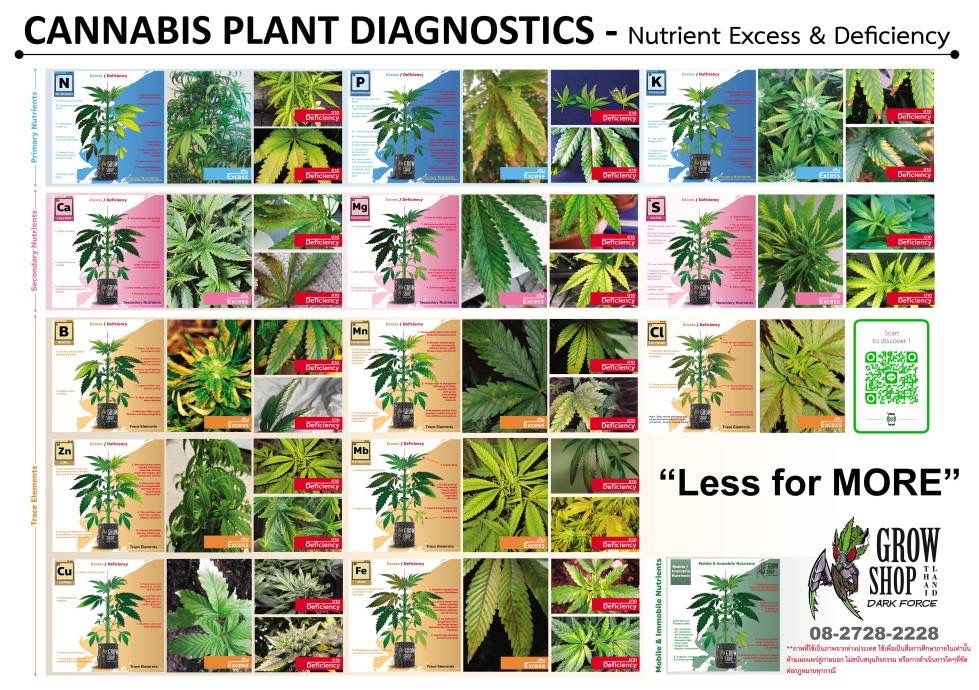 Poster Cannabis Plant Diagnostics โปสเตอร์บอกอาการต่างๆของต้นไม้ ขนาด A0