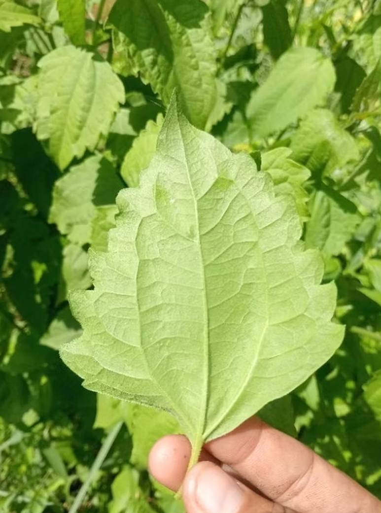 ใบสาบเสือ Siam weed สมุนไพรหายาก