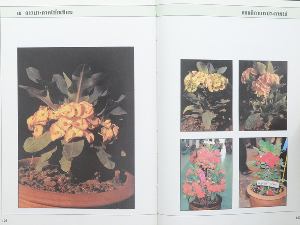 คู่มือโป๊ยเซียน (ขายตามสภาพ)