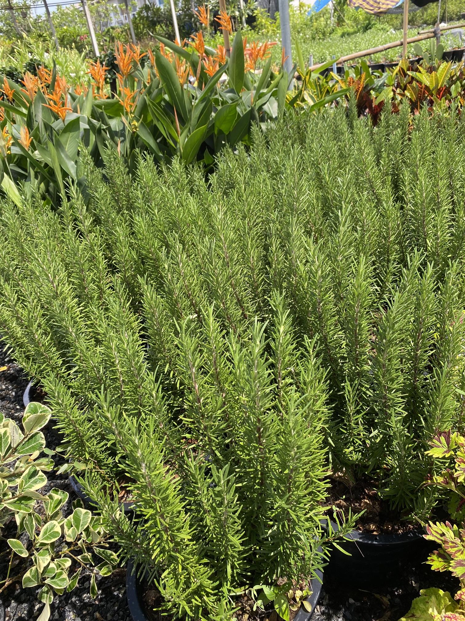 โรสแมรี่ Rosemary กระถาง 11 นิ้ว