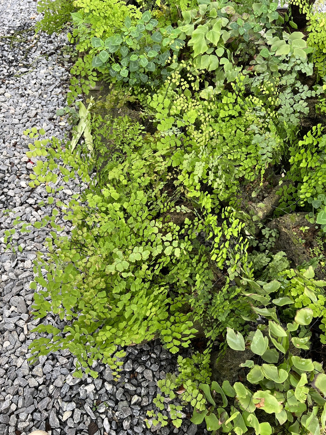 เฟิร์นก้านดำ maidenhair fern