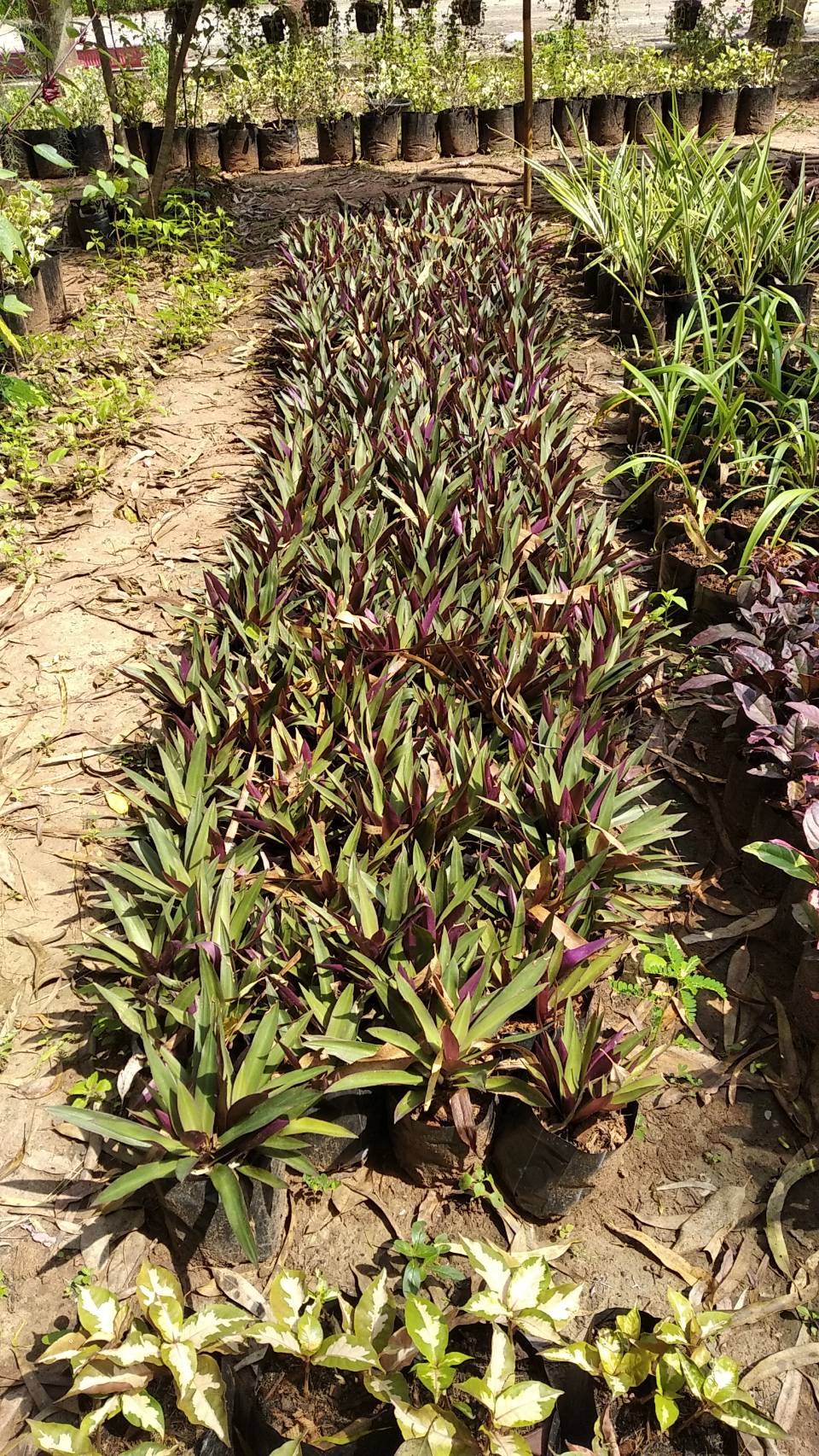 กาบหอยแครงยักษ์ , ว่านกาบหอยแครงยักษ์ giant boat lily