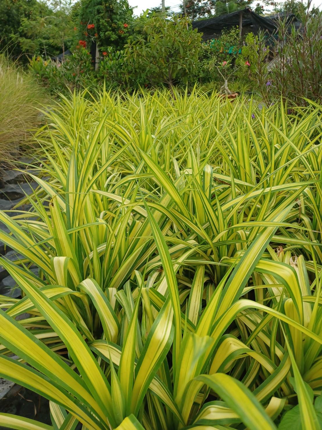 เตยด่าง Blue Screw Pine