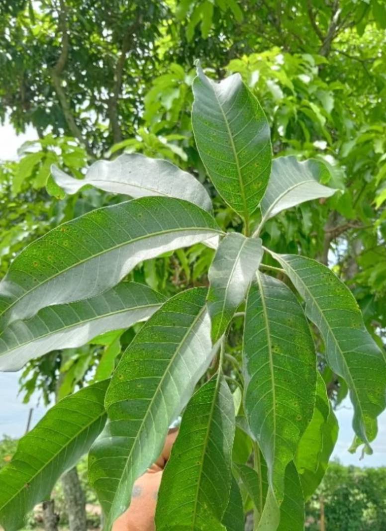 ใบมะม่วงสด เก็บใบสด mango leave