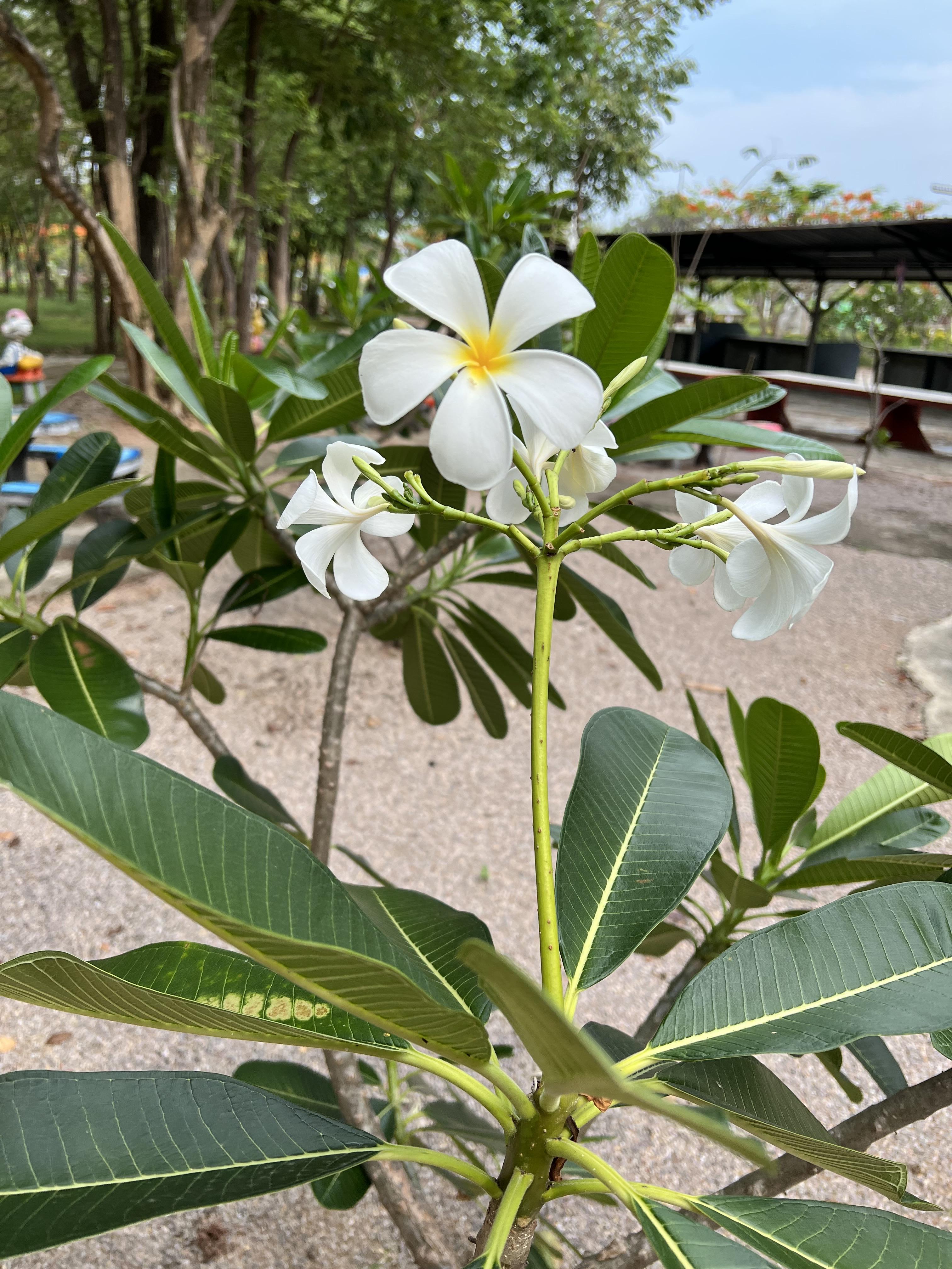 กิ่งดอกลีลาวดี หลากสี Plumeria