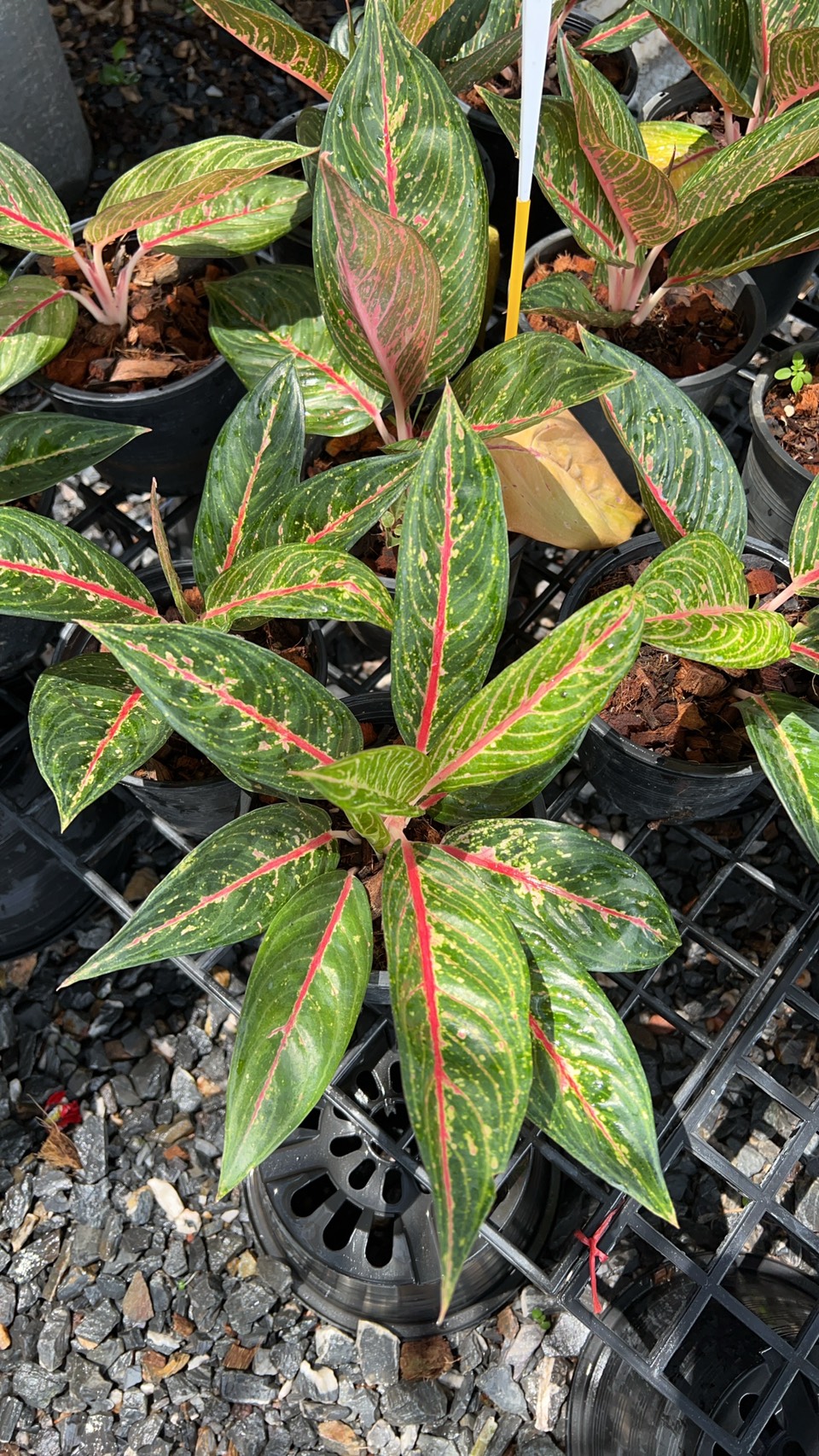 อโกลนีมา ออร่าส้ม Aglaonema