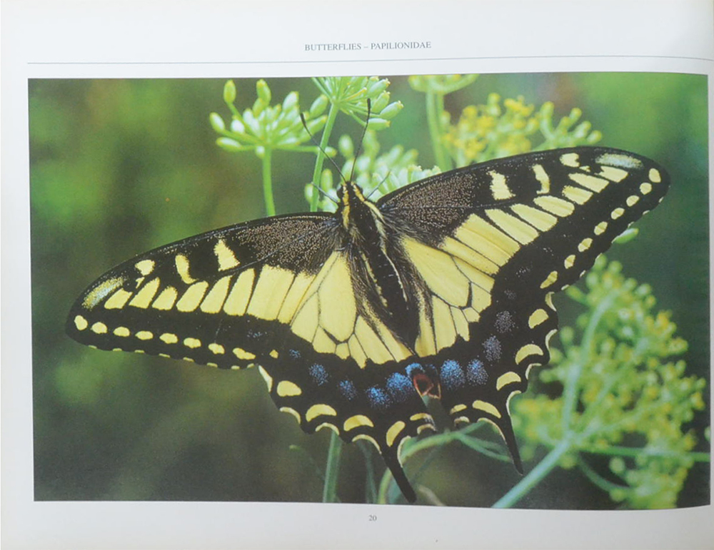 The Fascinating World of Butterflies & Moths