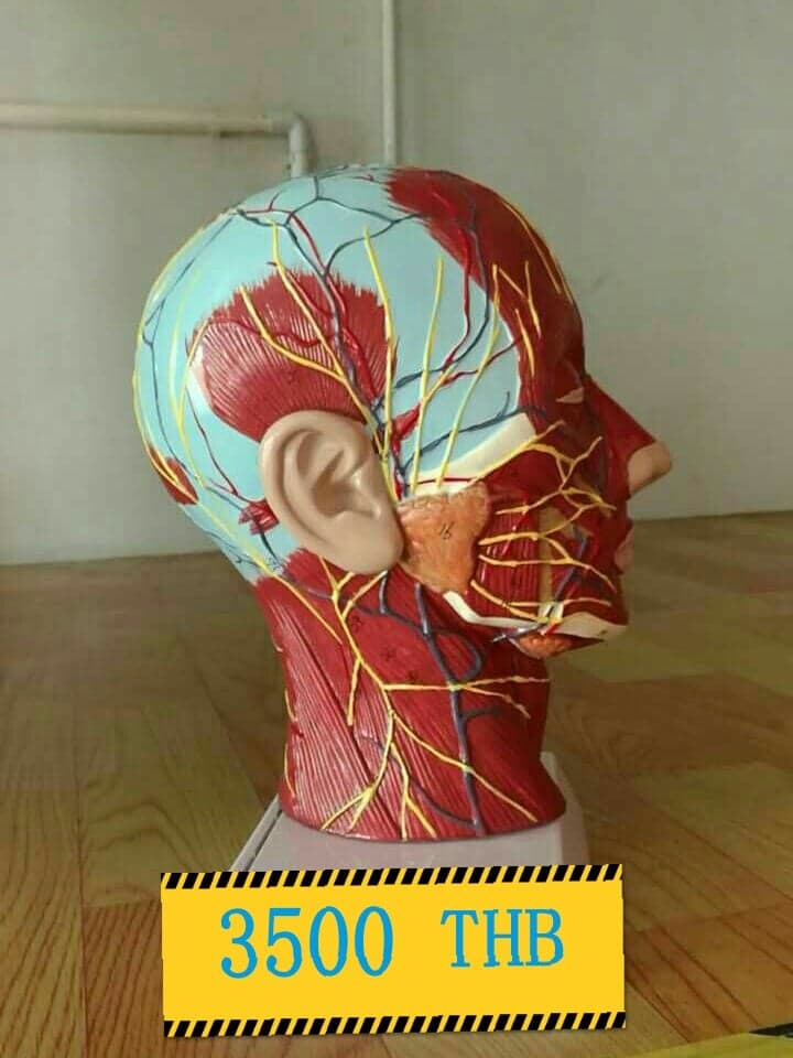 โมเดลศีรษะมนุษย์ แสดงกล้ามเนื้อ เส้นเลือด และระบบน้ำเหลือง