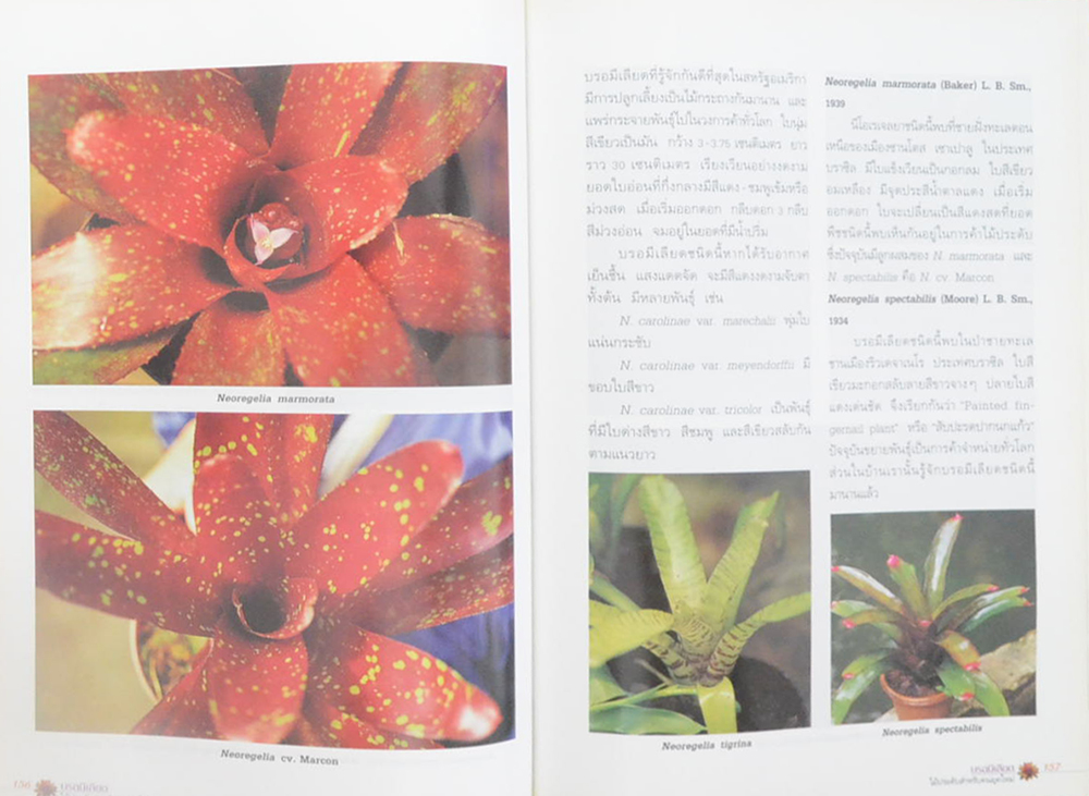 บรอมีเลียด (ขายตามสภาพ)